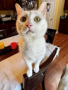 Lady Buffington the cat staring with a curious expression