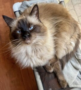 Oz the Ragdoll on a window perch