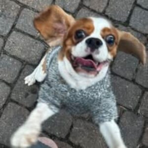 Winston the King Charles Spaniel looking excited with ears up