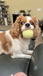 Winston the Cavalier King Charles Spaniel Holding a Tennis Ball